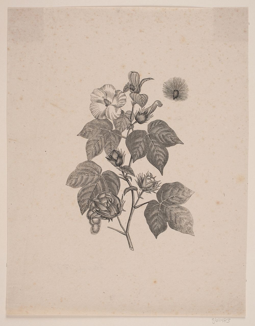 Cotton plant by Andreas Christian Ferdinand Flinch