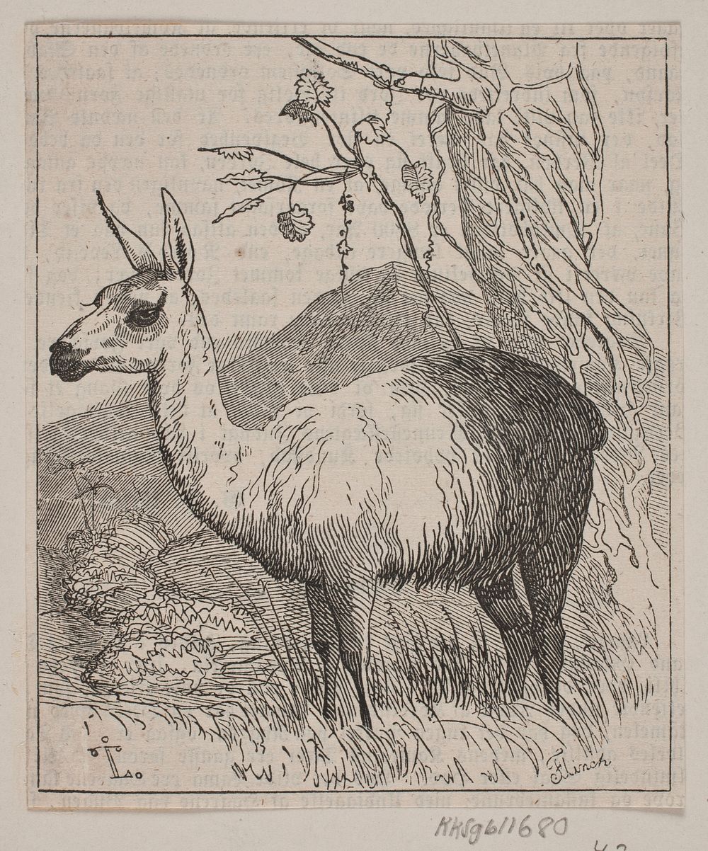 A llama by Andreas Christian Ferdinand Flinch