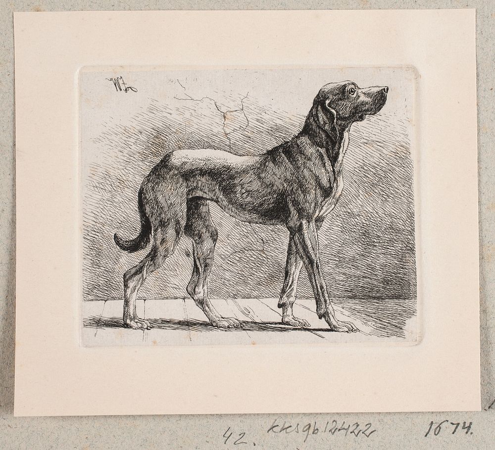A standing dog by Den Danske Radeerforening