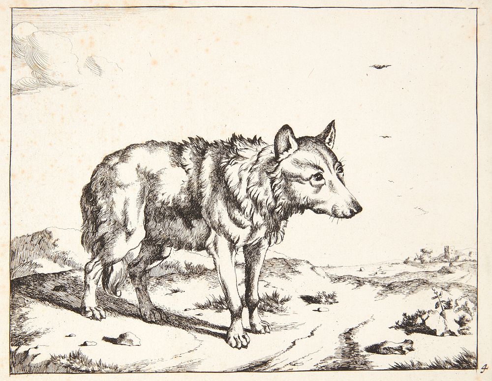 Wolf standing, facing right by Marcus de Bye