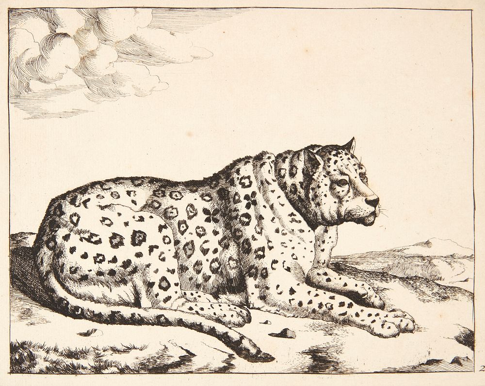 Reclining leopard, facing right by Marcus de Bye