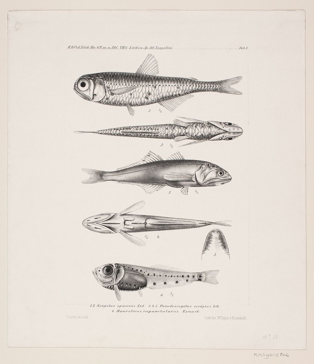 Natural history drawing by Carl Christian Larsen Cordts