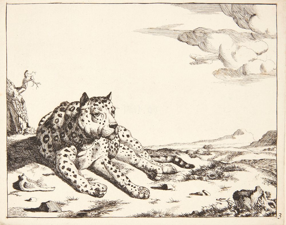 Lying leopard, front view by Marcus de Bye