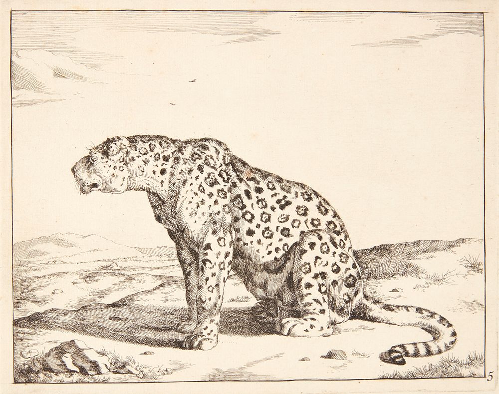 Seated dog leopard, facing left by Marcus de Bye