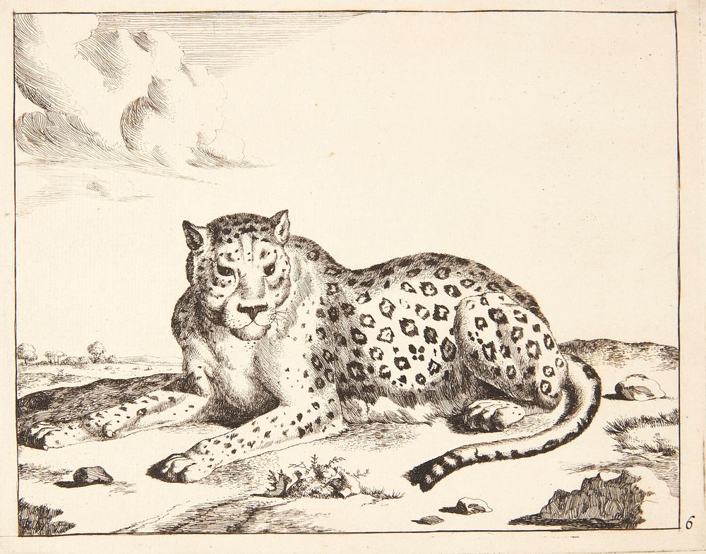 Reclining leopard, facing left by Marcus de Bye