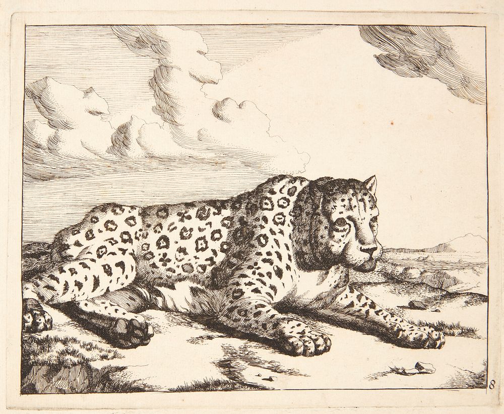 Reclining leopard, facing right by Marcus de Bye