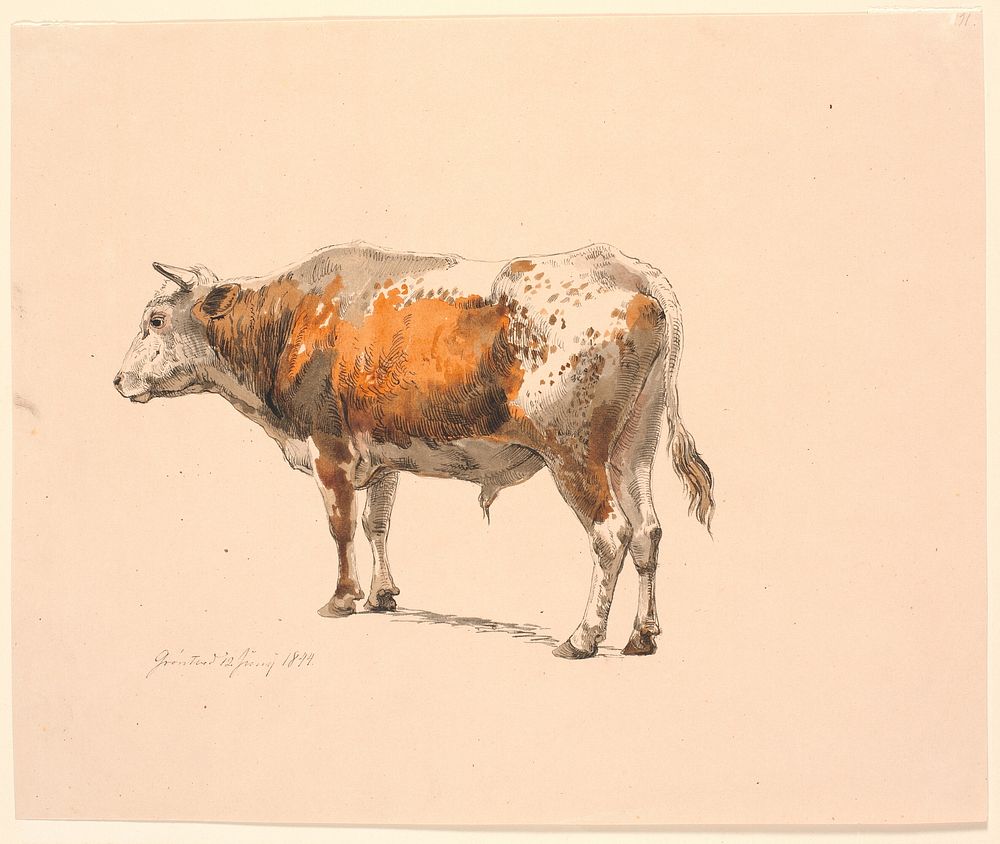 Standing red-spotted bull, facing left, seen obliquely from behind by Johan Thomas Lundbye