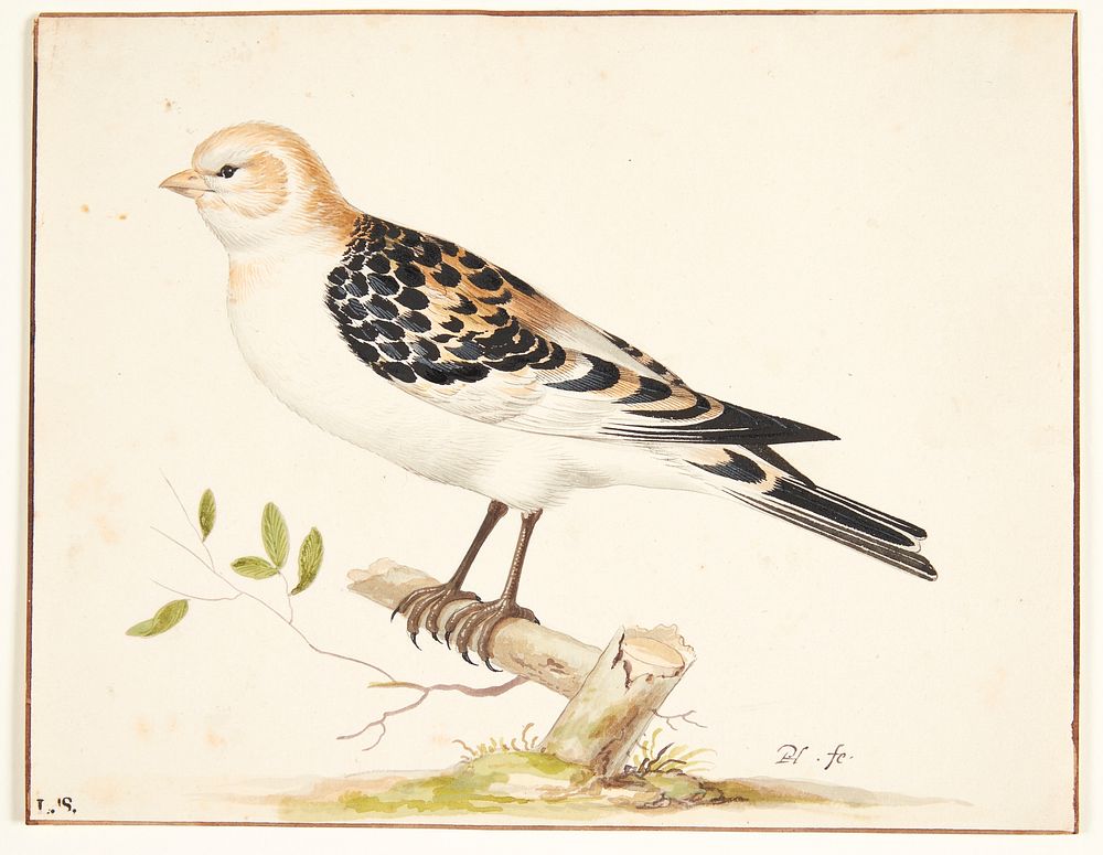 A snow sparrow (plectrophenax nivalis) by Pieter Holsteijn