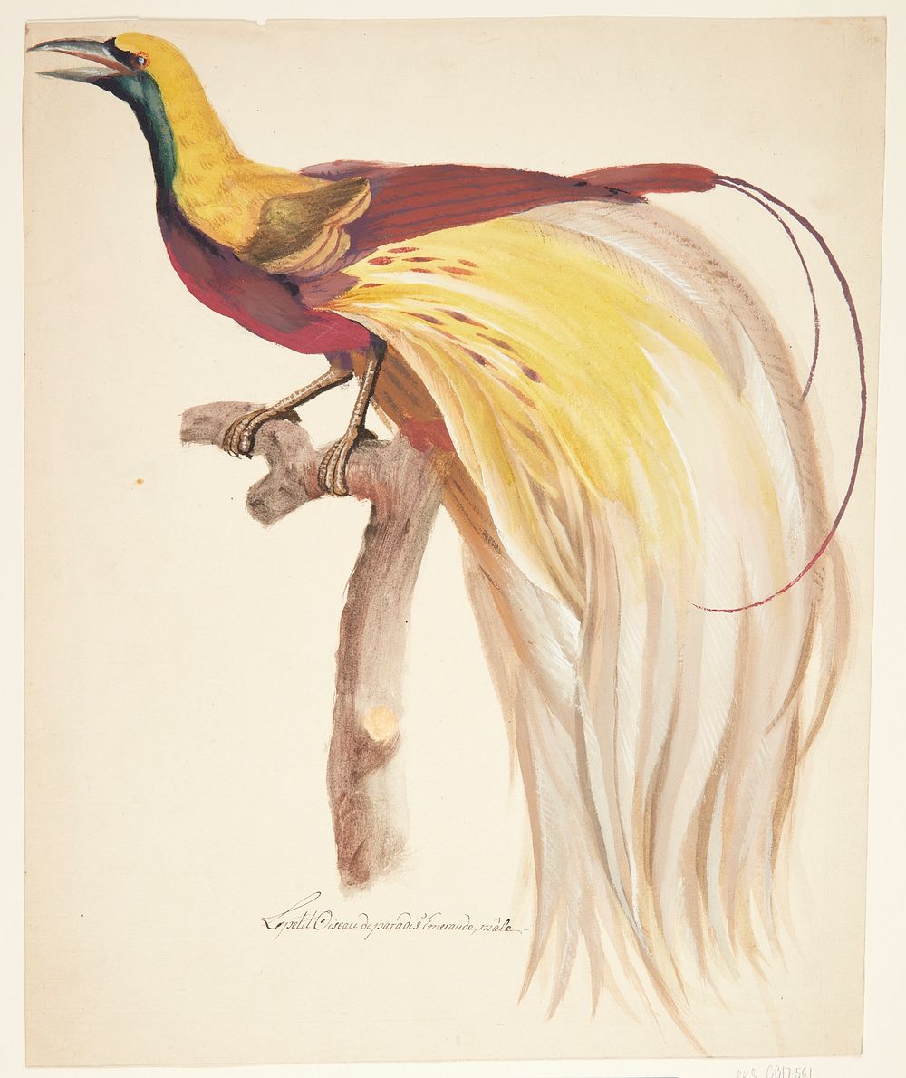 Large bird of paradise by Johan Christian Ernst Walter 