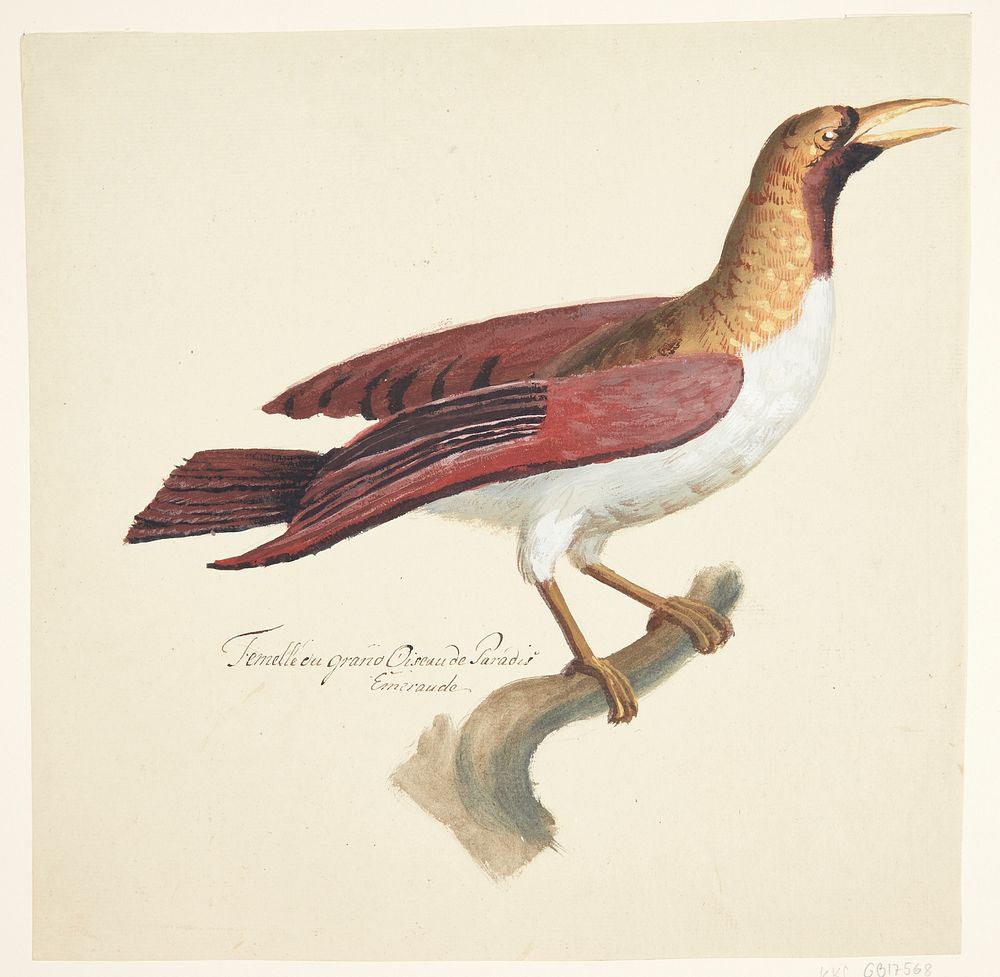 Bird by Johan Christian Ernst Walter 