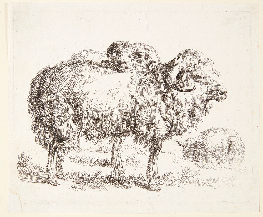 Two rams