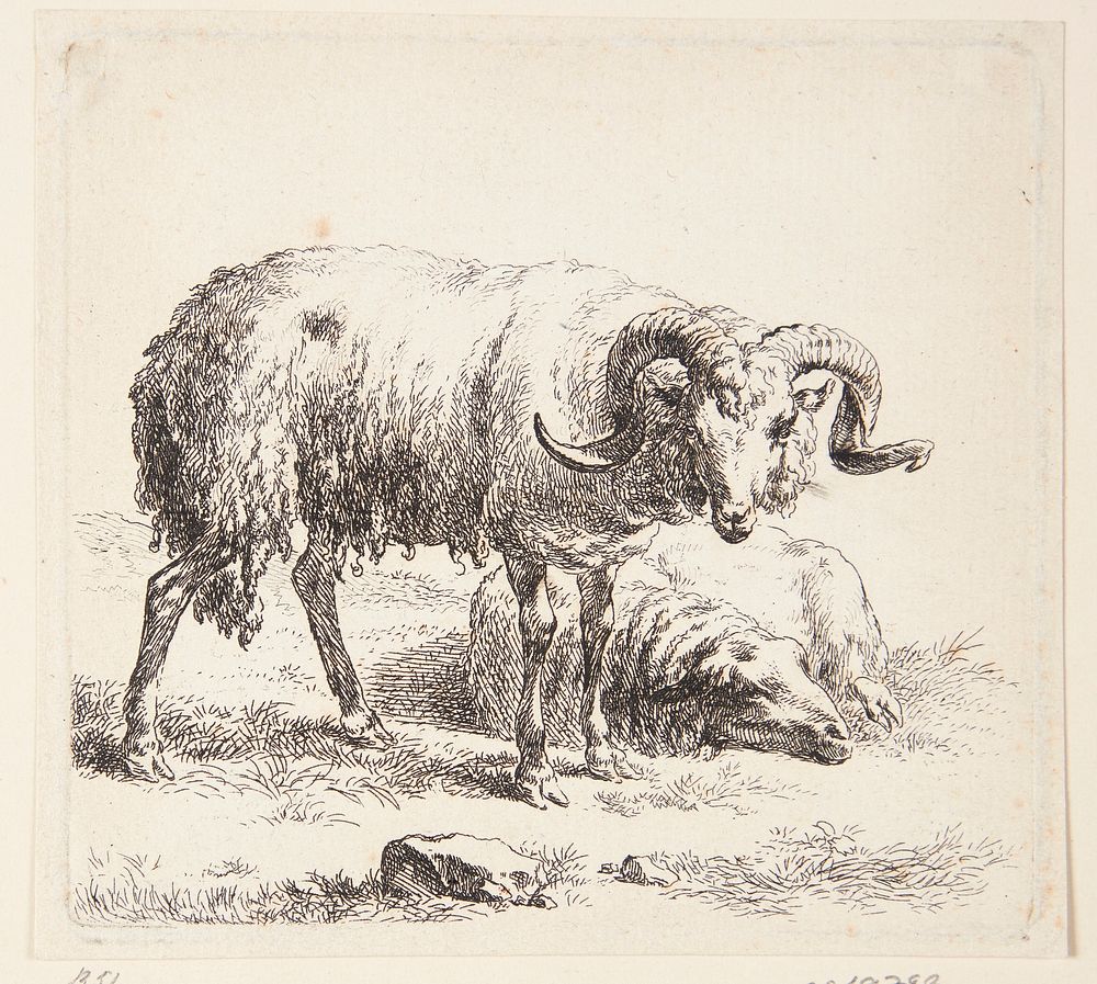 Standing ram and a lying sheep by Nicolaes Berchem