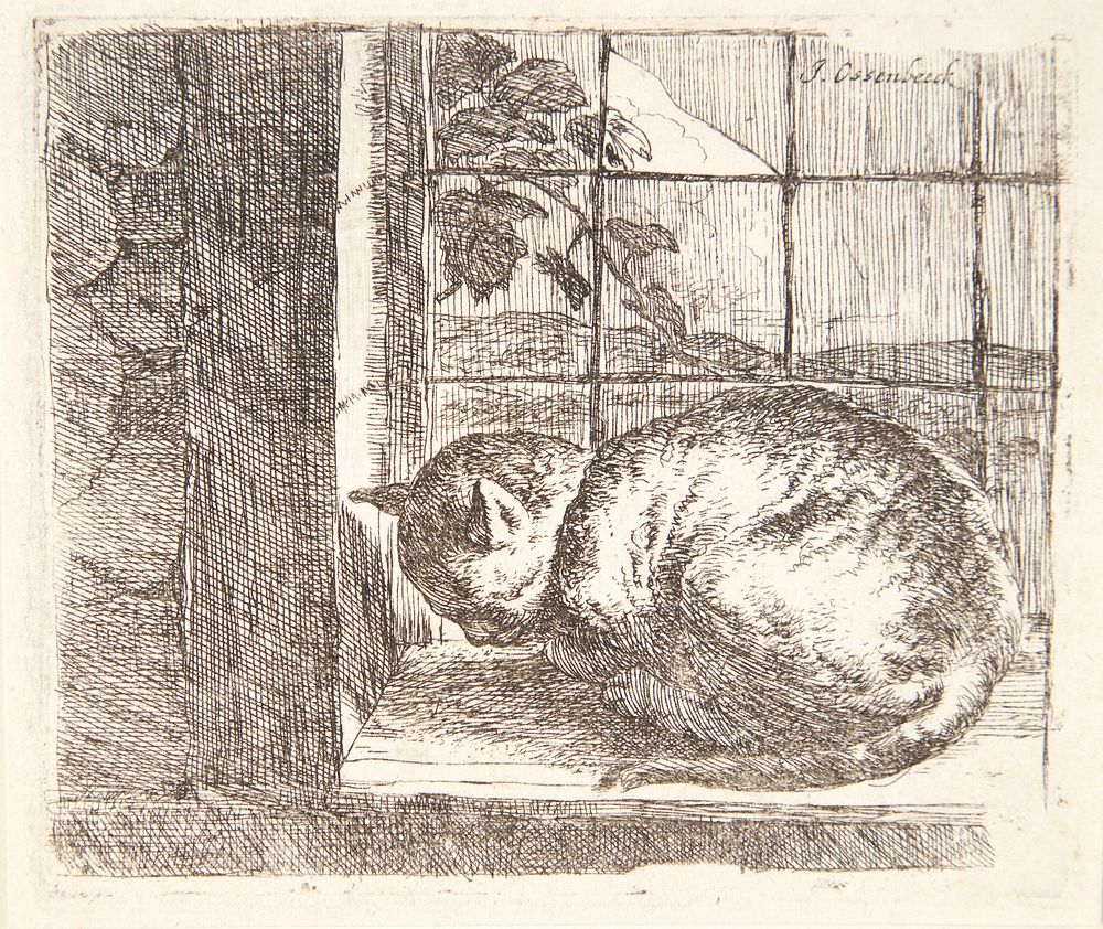 Lying cat in a window by Jan Van Ossenbeeck