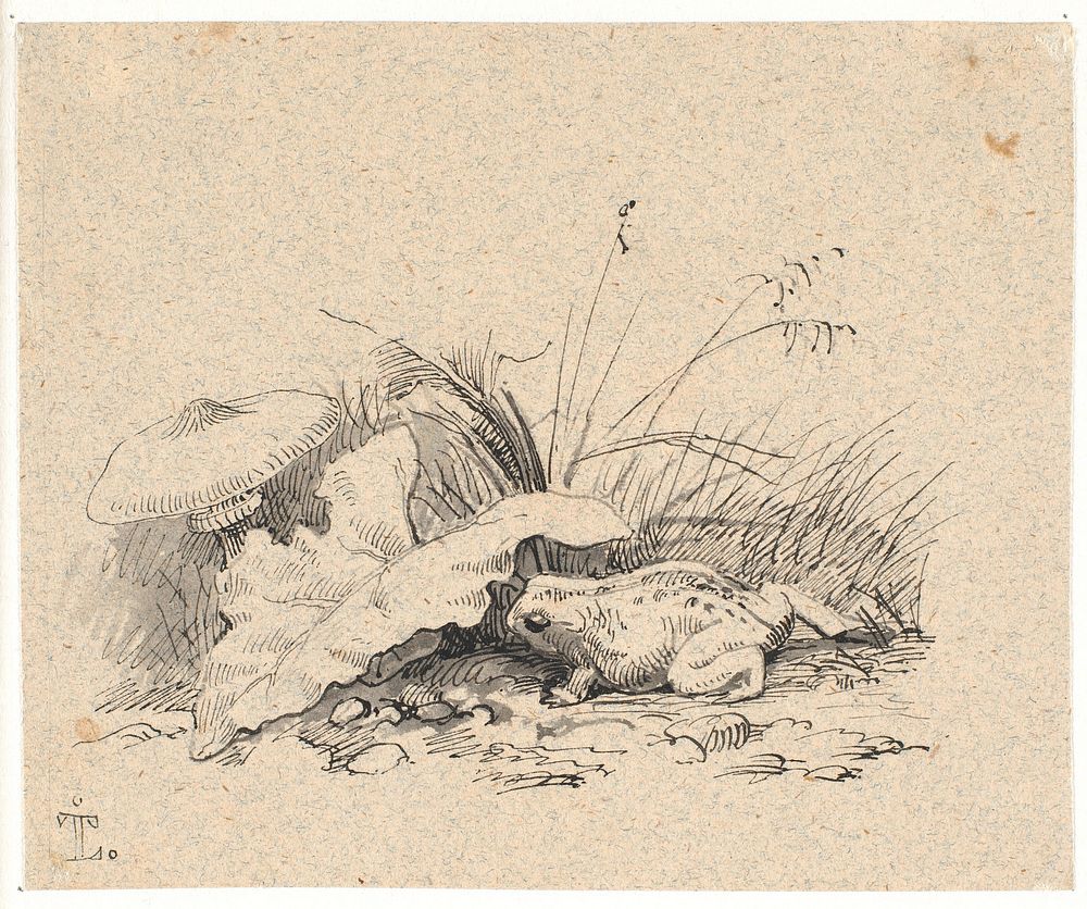 The scrub toad by Johan Thomas Lundbye