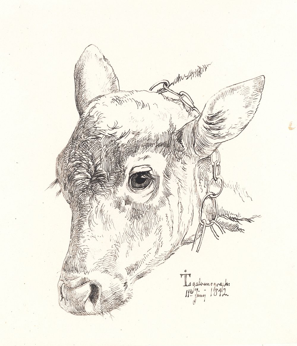 A calf's head by Johan Thomas Lundbye