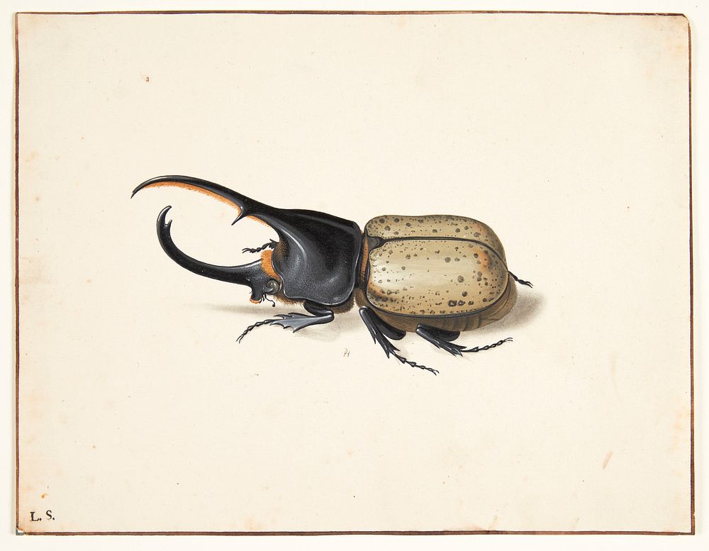 A Hercules beetle (dynastes hercules) by Pieter Holsteijn