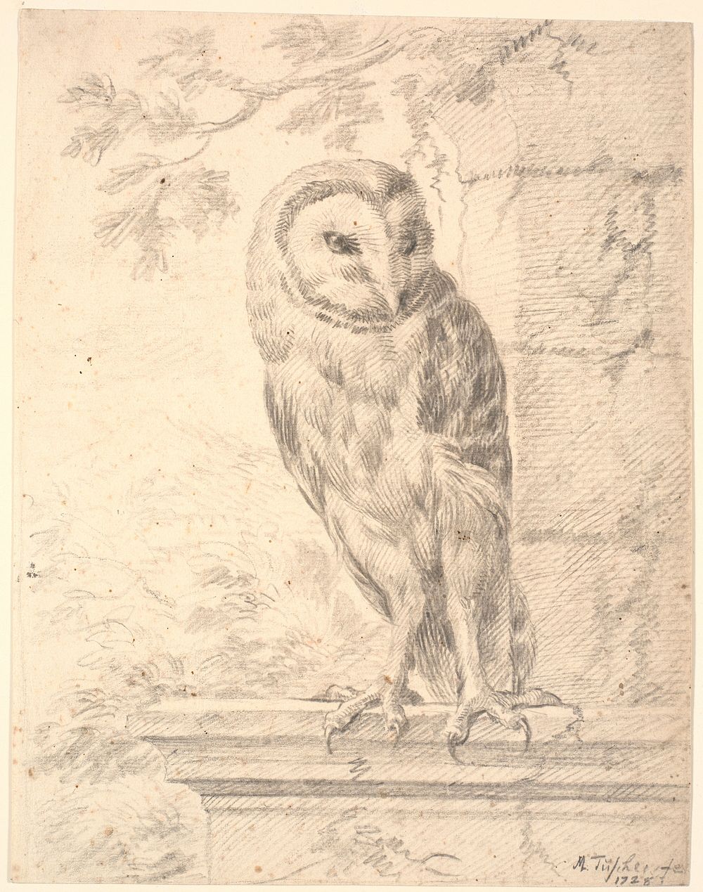 Baron von Stosch's owl by Marcus Tuscher