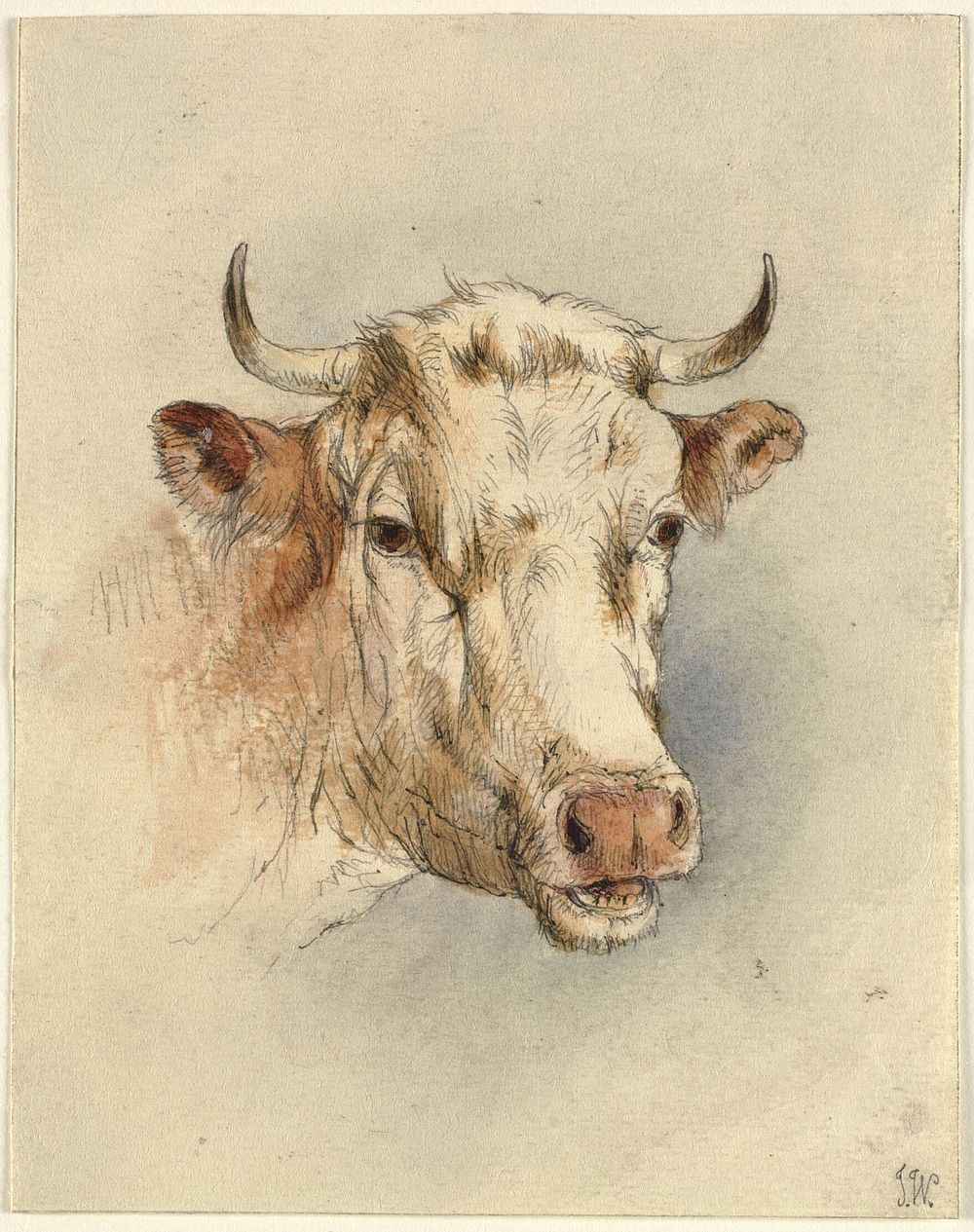 Head of a bull by James Ward