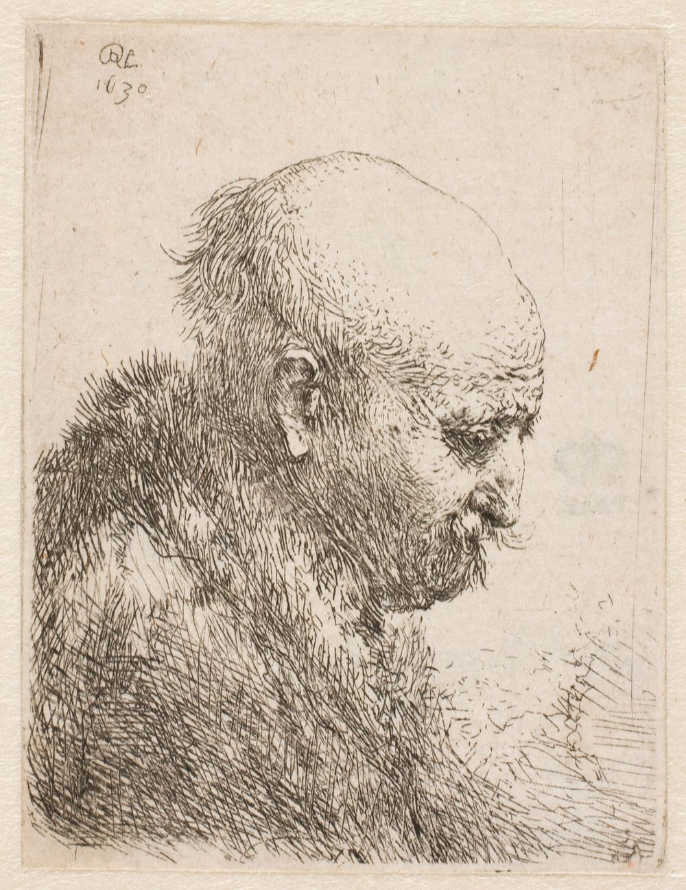 Bald man in profile (Rembrandt's father?) by Rembrandt van Rijn