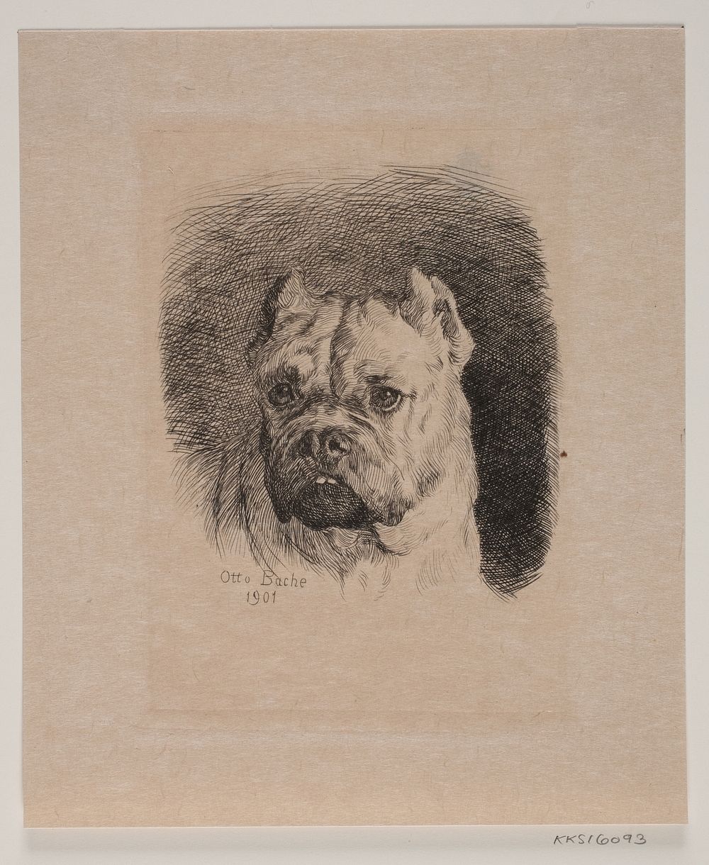 A dog's head by Otto Bache