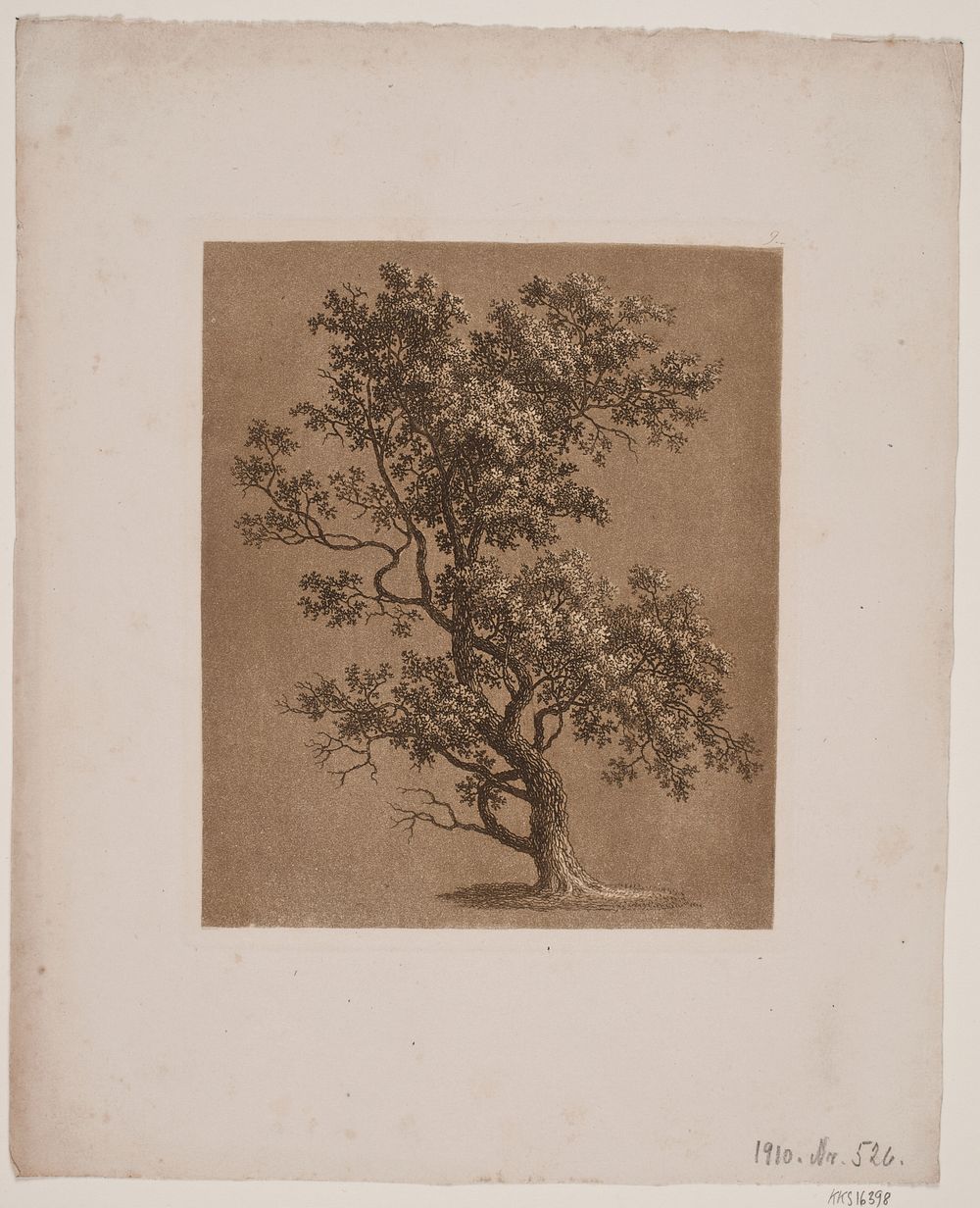 Oak tree by S&oslash;ren Henrik Petersen