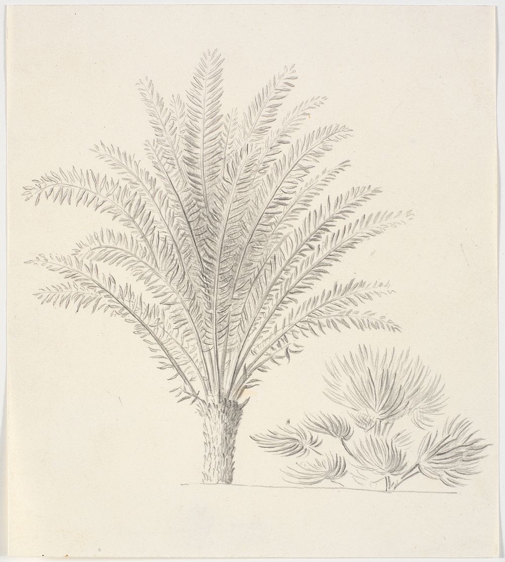 Copy after Eckersberg's drawing: Feather palm and dwarf palm by Martinus Rørbye