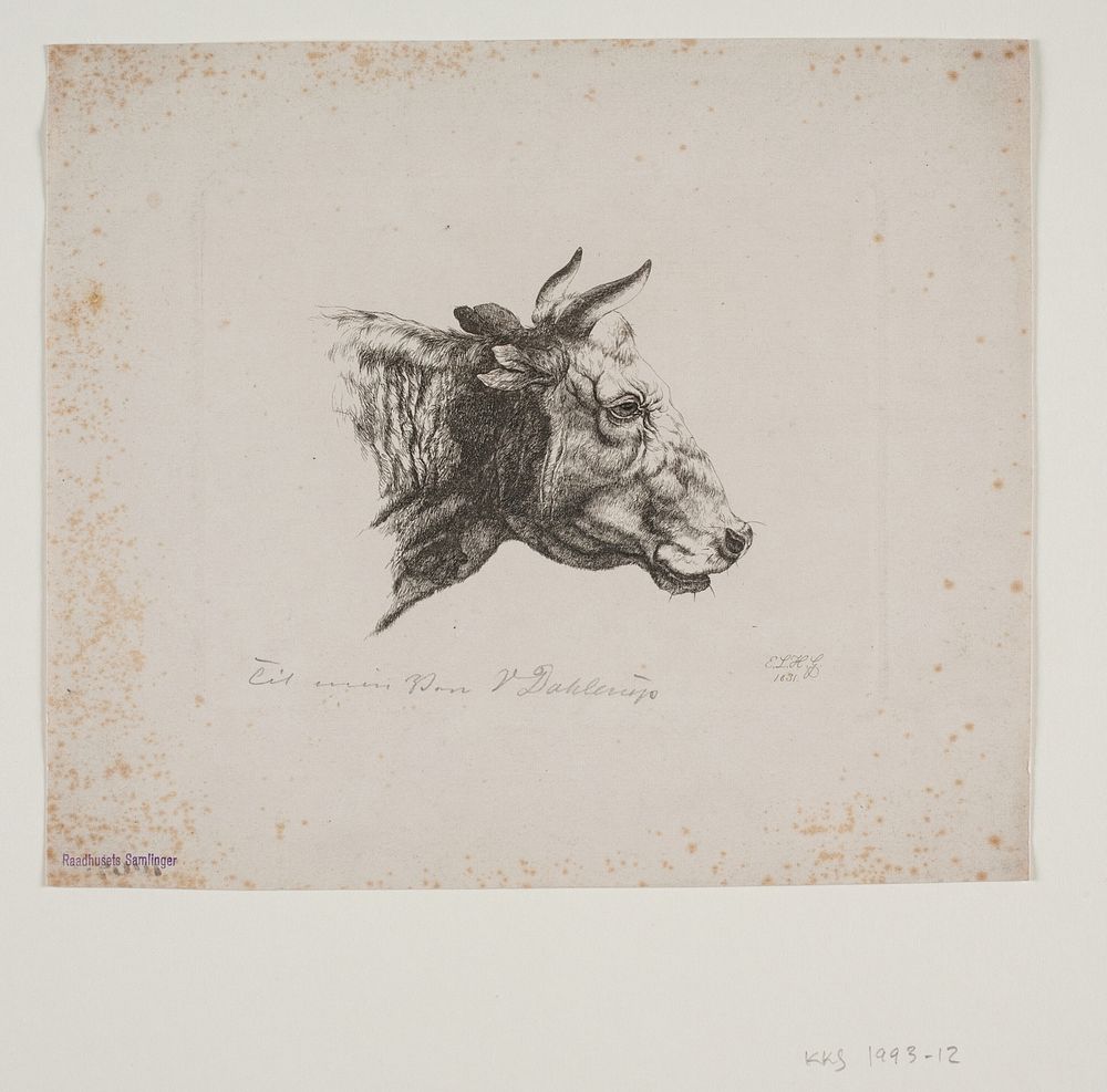 A cow's head by Emmerik H&oslash;egh Guldberg