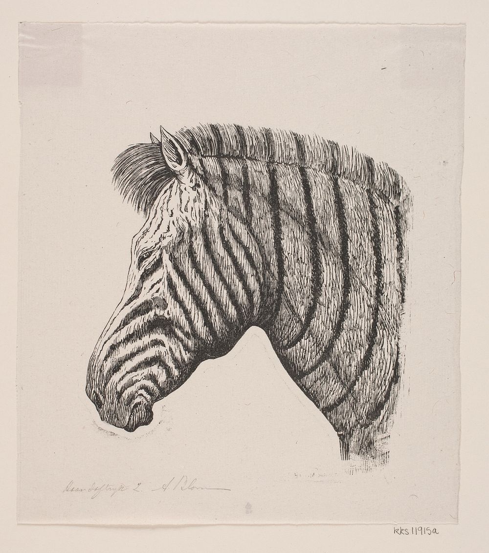 Head of a Zebra by Alexander Blom