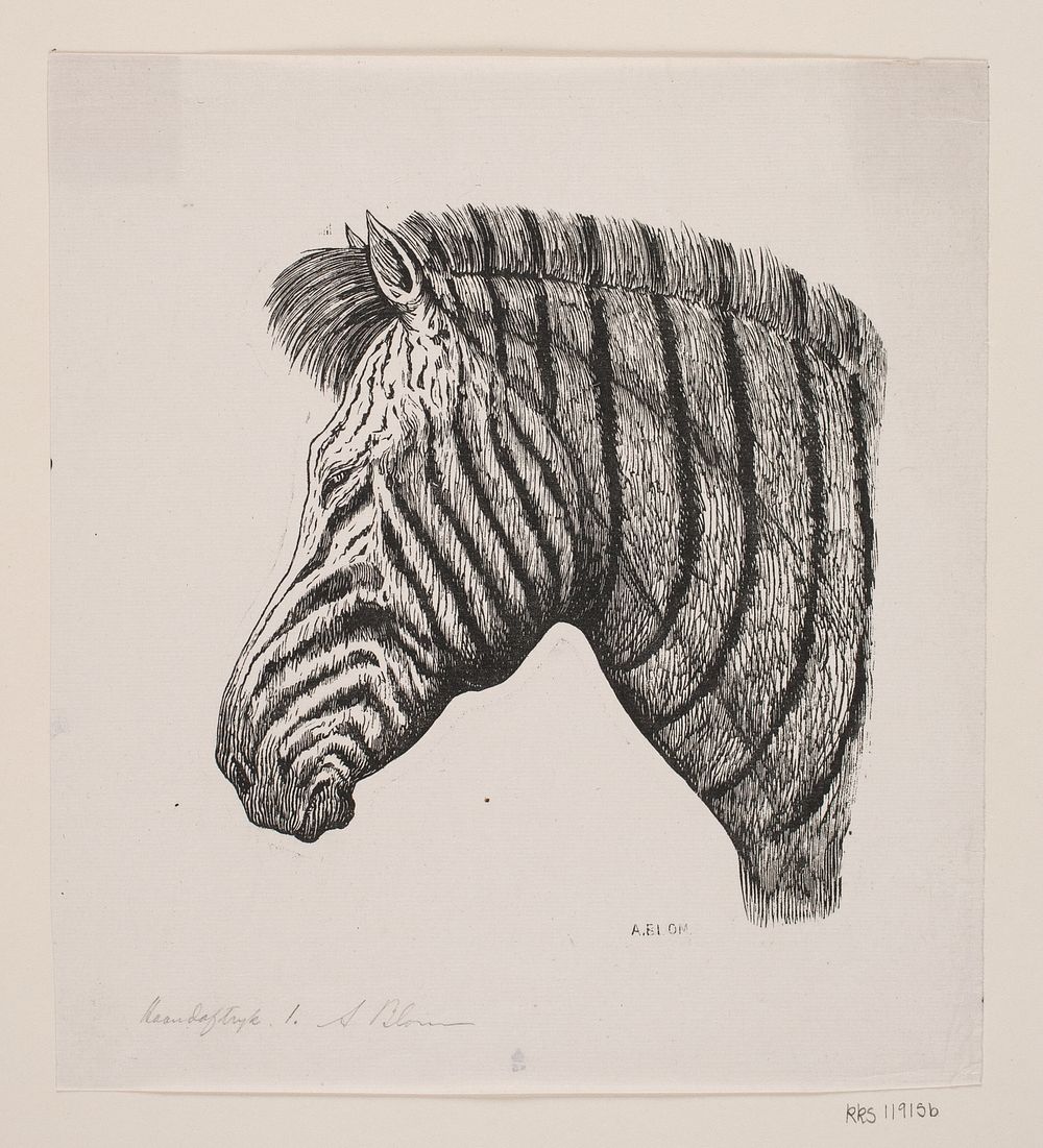 Head of a Zebra by Alexander Blom