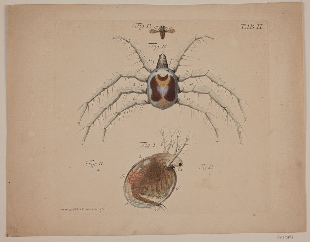Insects.Plate II of zoological work