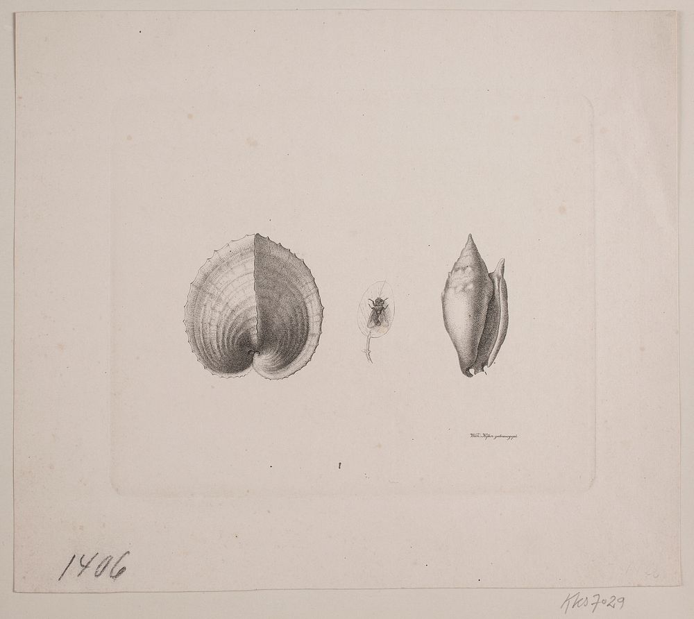 Two conch shells and a fly by Vilhelm Kyhn