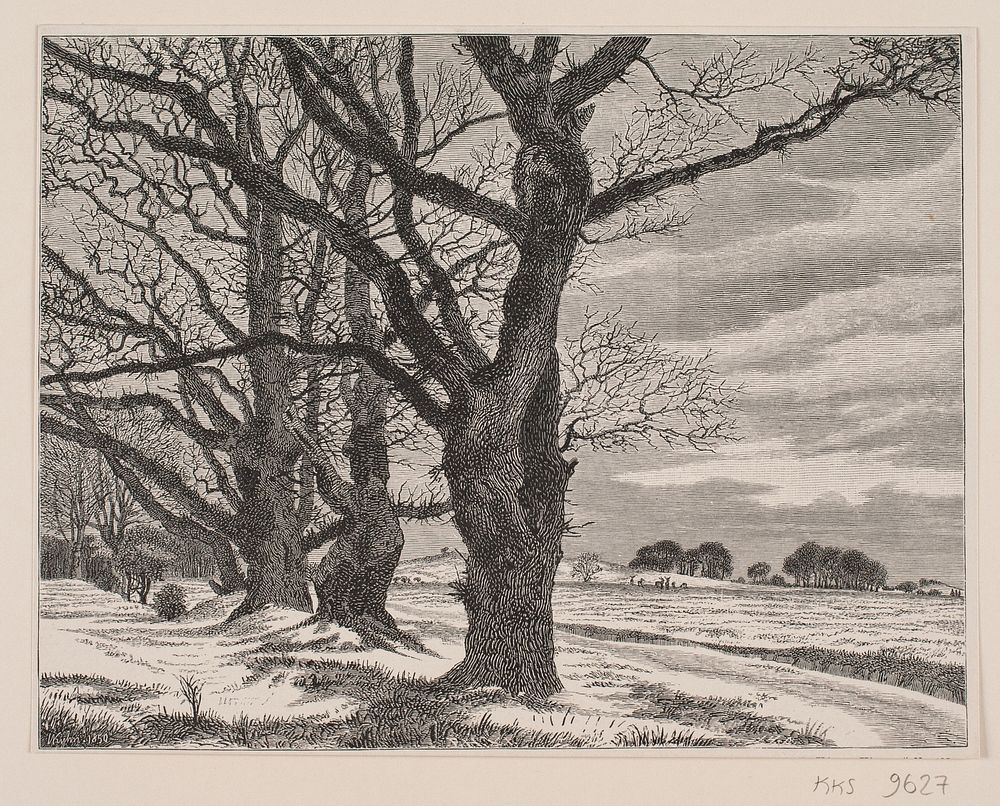 Old oaks at the Eremitagesletten. Winter day by J. Hildebrand