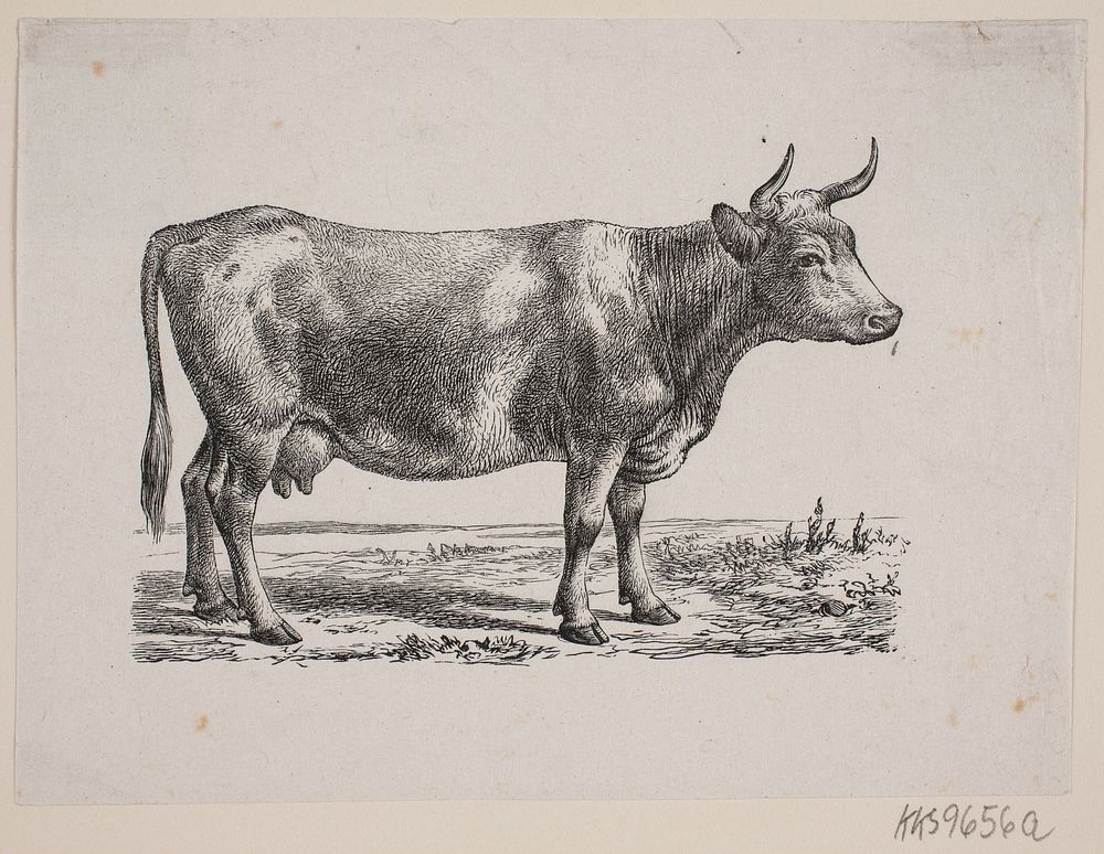 A cow by Hans Christian Henneberg