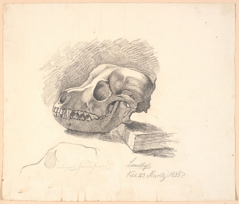 Dog skull.Below, unfinished study of the same motif by Johan Thomas Lundbye