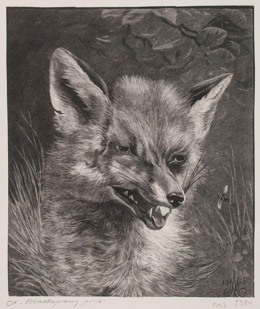 Head of a fox