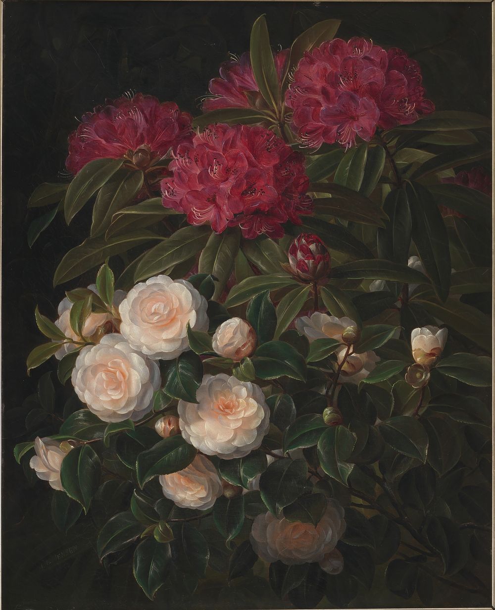 Camellias and rhododendrons by Johan Laurentz Jensen