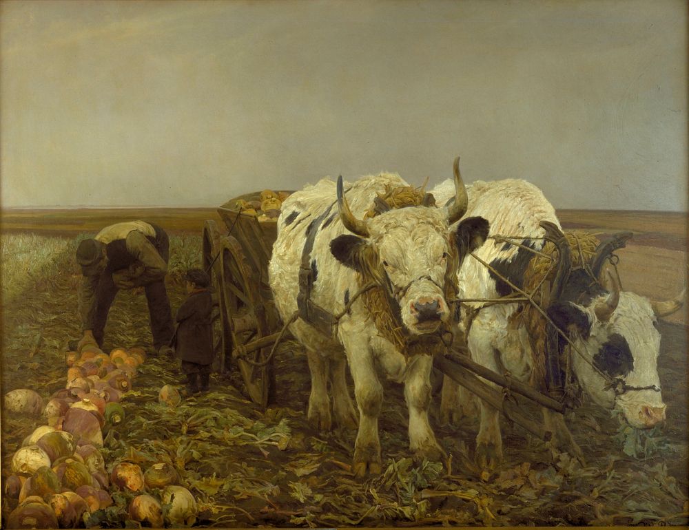 Beet harvesting by N.P. Mols