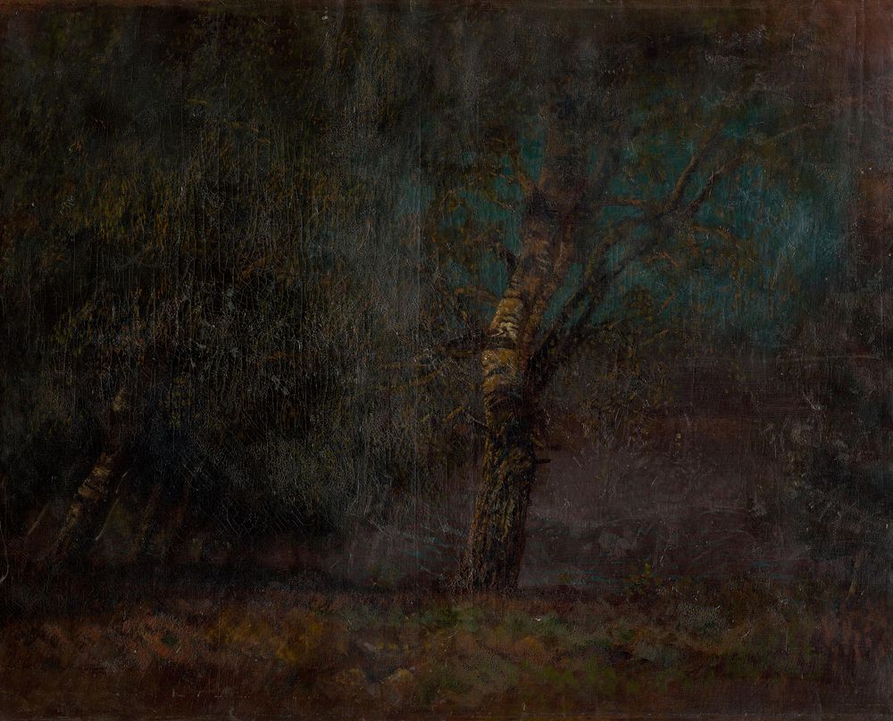 Inside of a birch forest by Ladislav Mednyánszky
