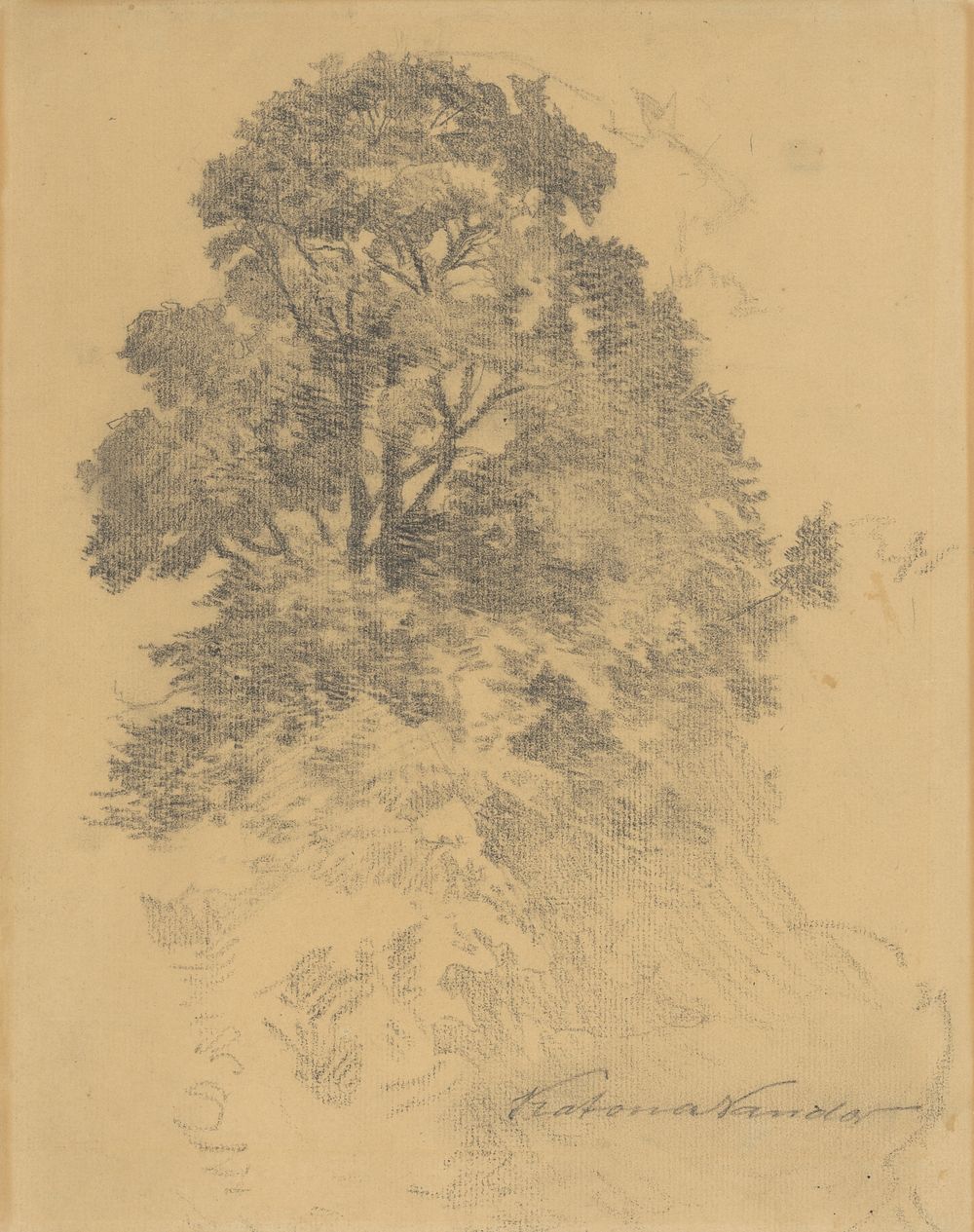 Study of a tree