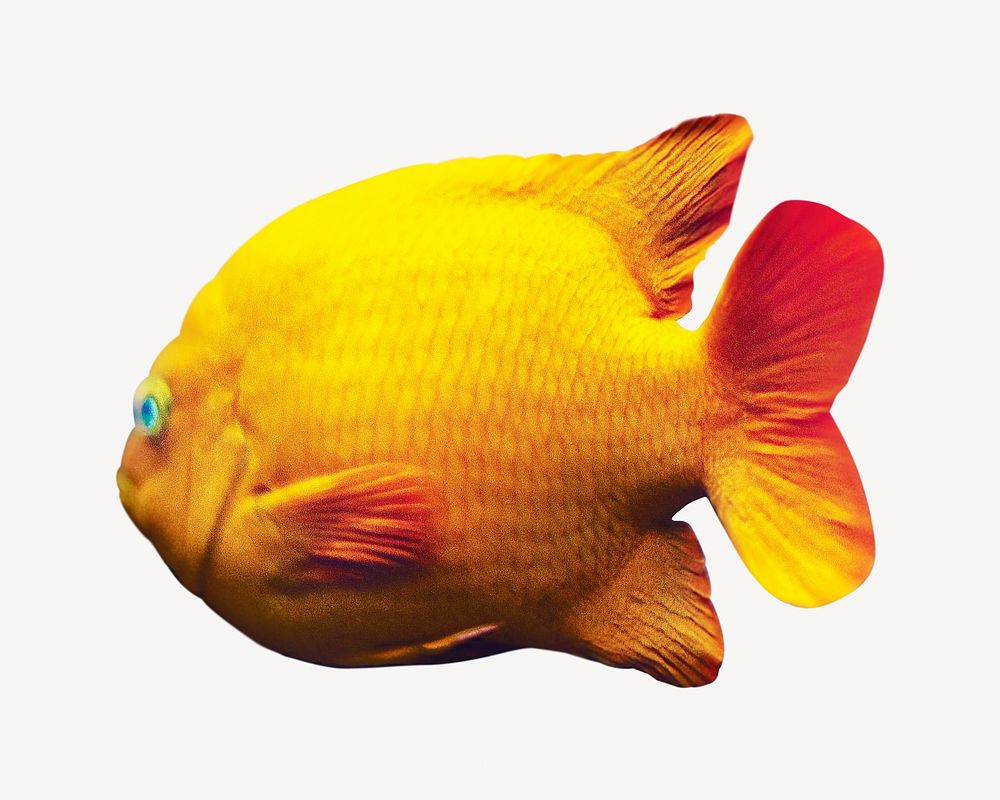 Yellow fish image