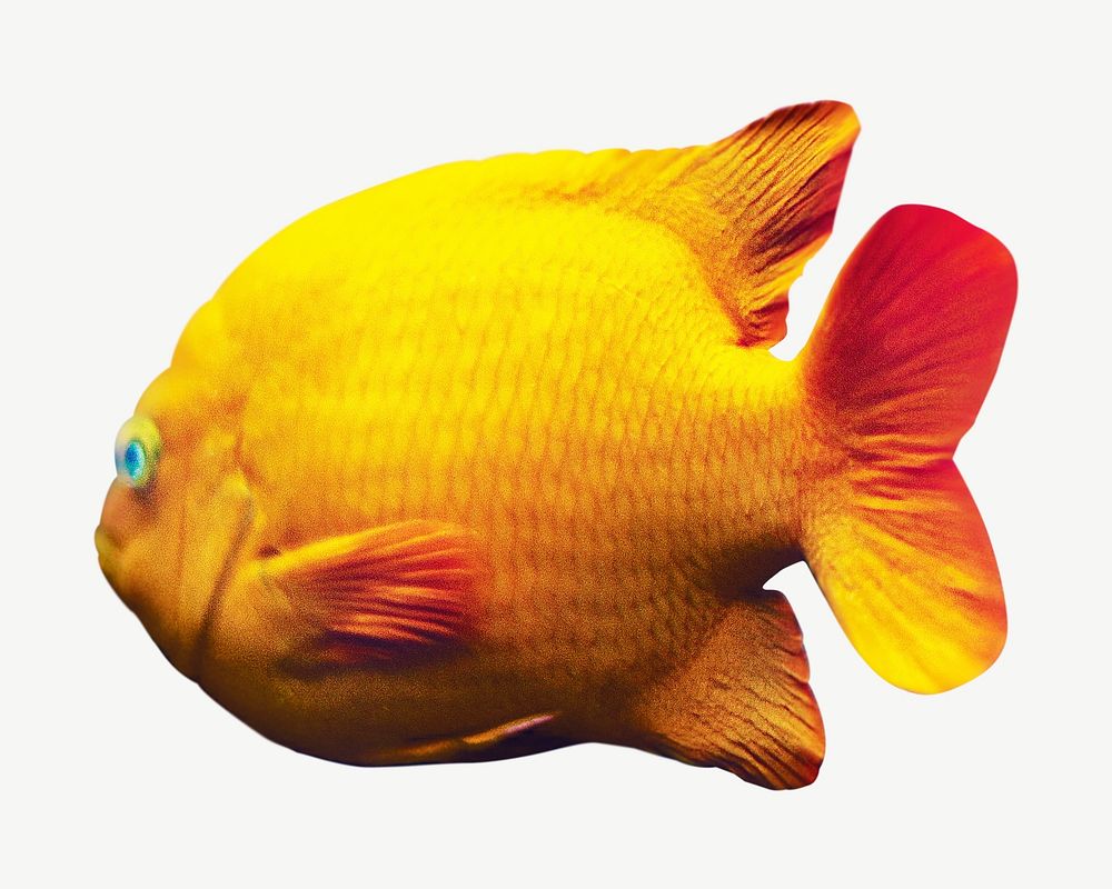 Fish isolated psd