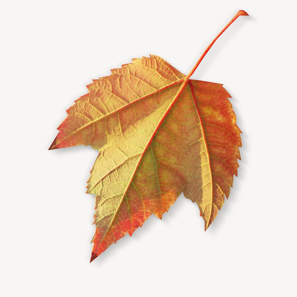 Autumn leaf  isolated design