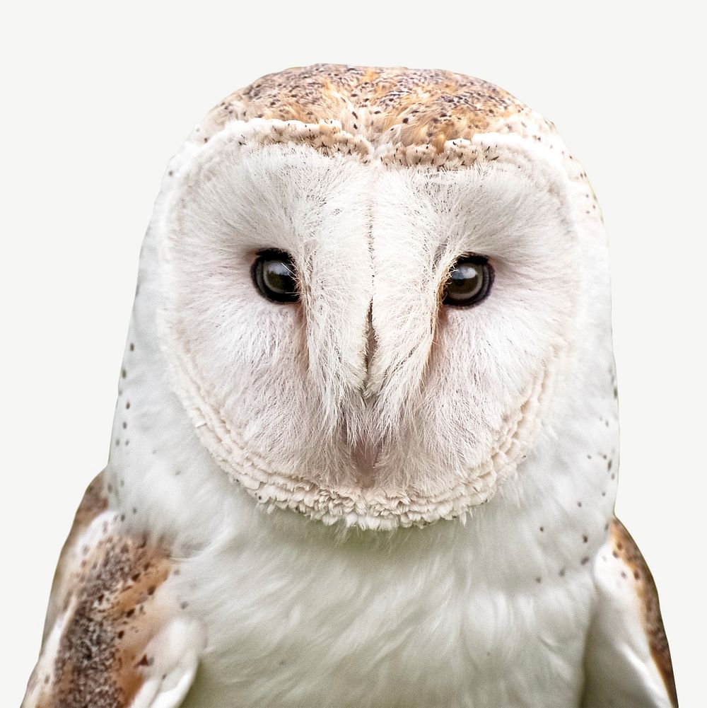 Barn owl collage element psd
