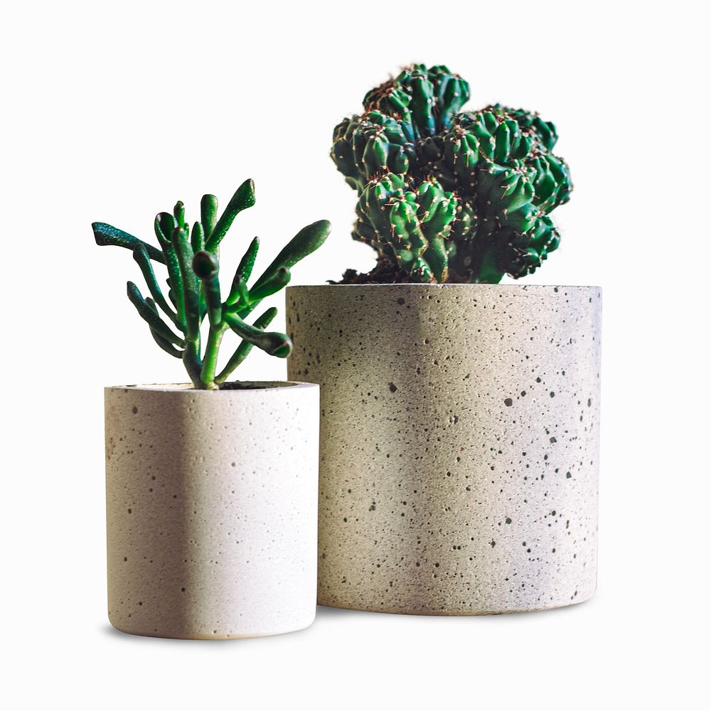 Cactus and succulent  isolated, off white design