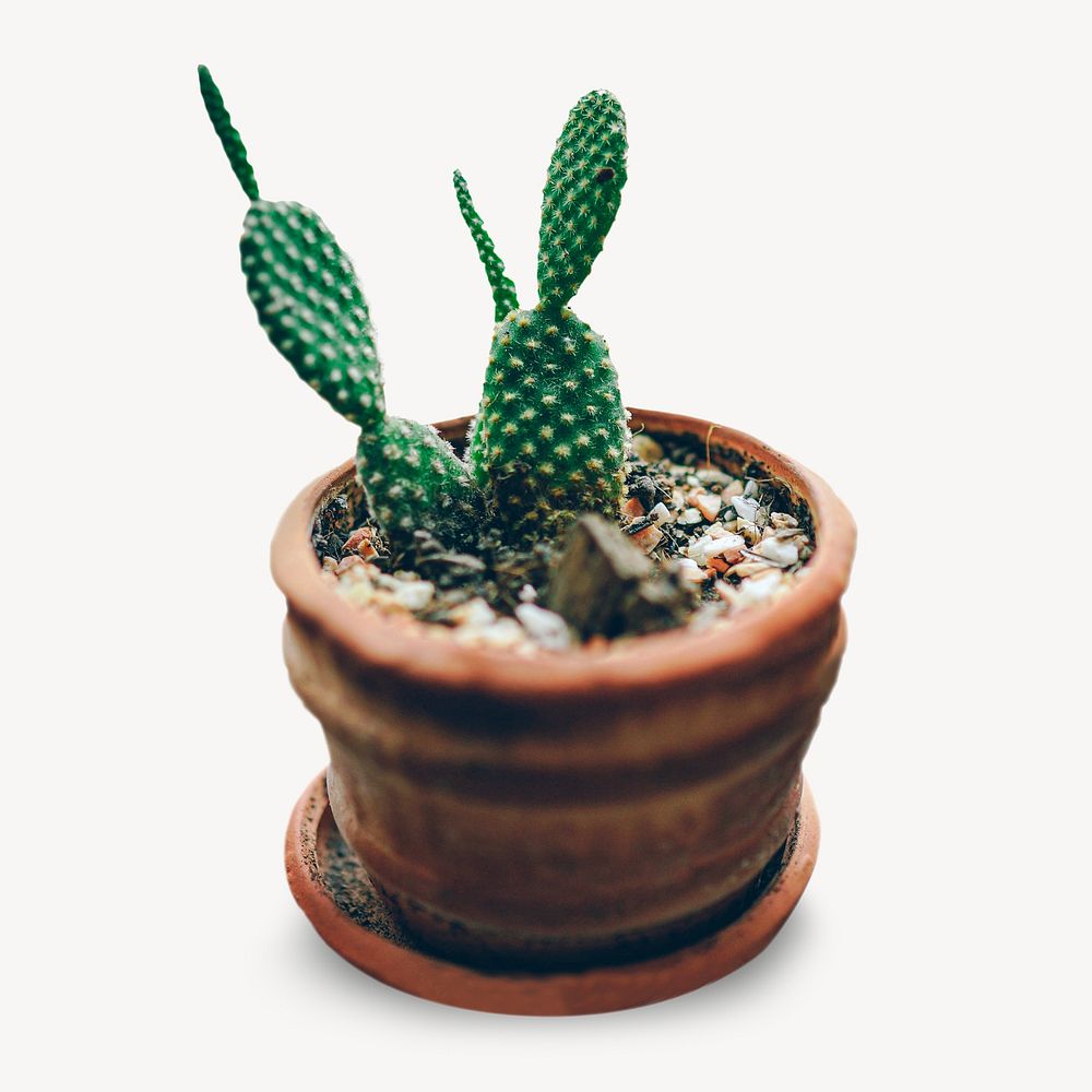 Cactus isolated, off white design