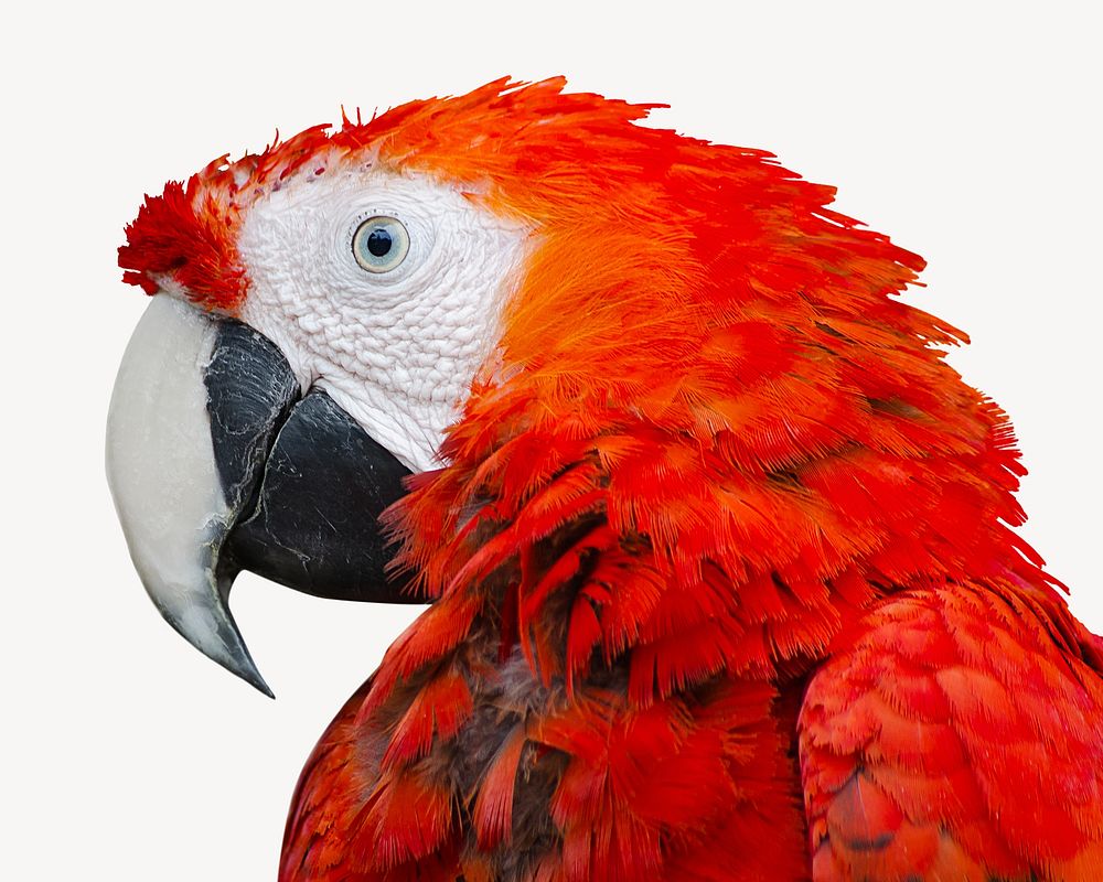 Red parrot isolated design
