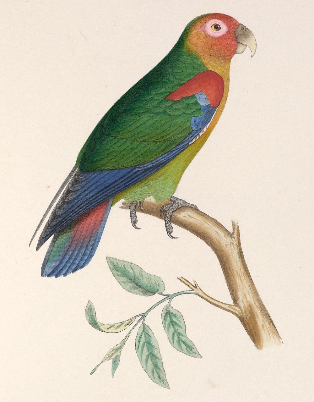 Rusty-faced parrot, Psittacus amazoninus Hapalopsittaca amazonina (1804-1878) by Marc Athanase Parfait &OElig;illet Des Murs.