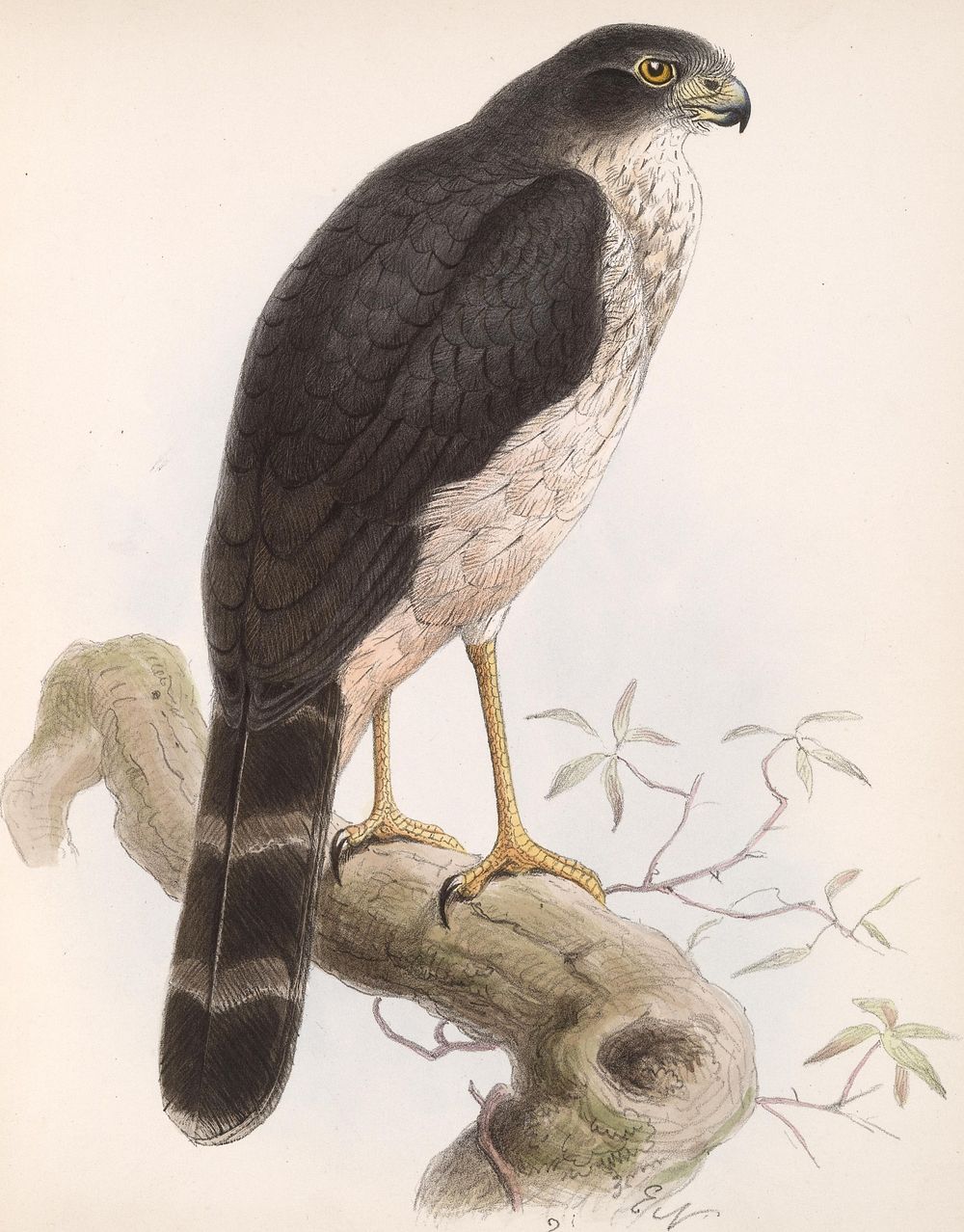 Slaty-backed Forest Falcon, Micrastur mirandollei (1842&ndash;1912) by John Gerrard Keulemans.