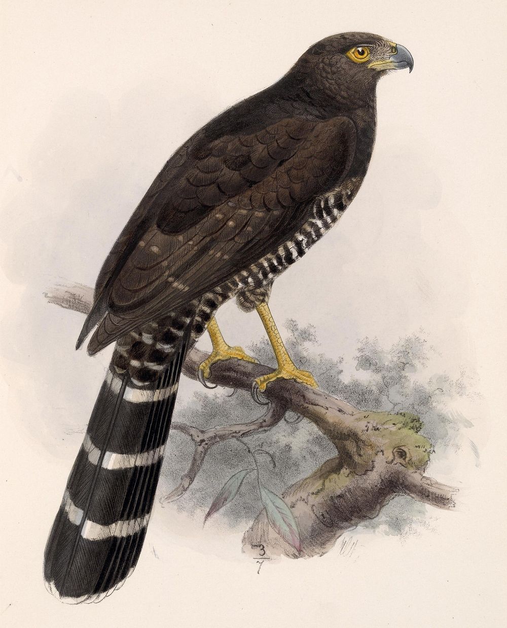 Slaty-backed Forest Falcon, Micrastur semitorquatus (1833&ndash;1904) by Edward Neale.