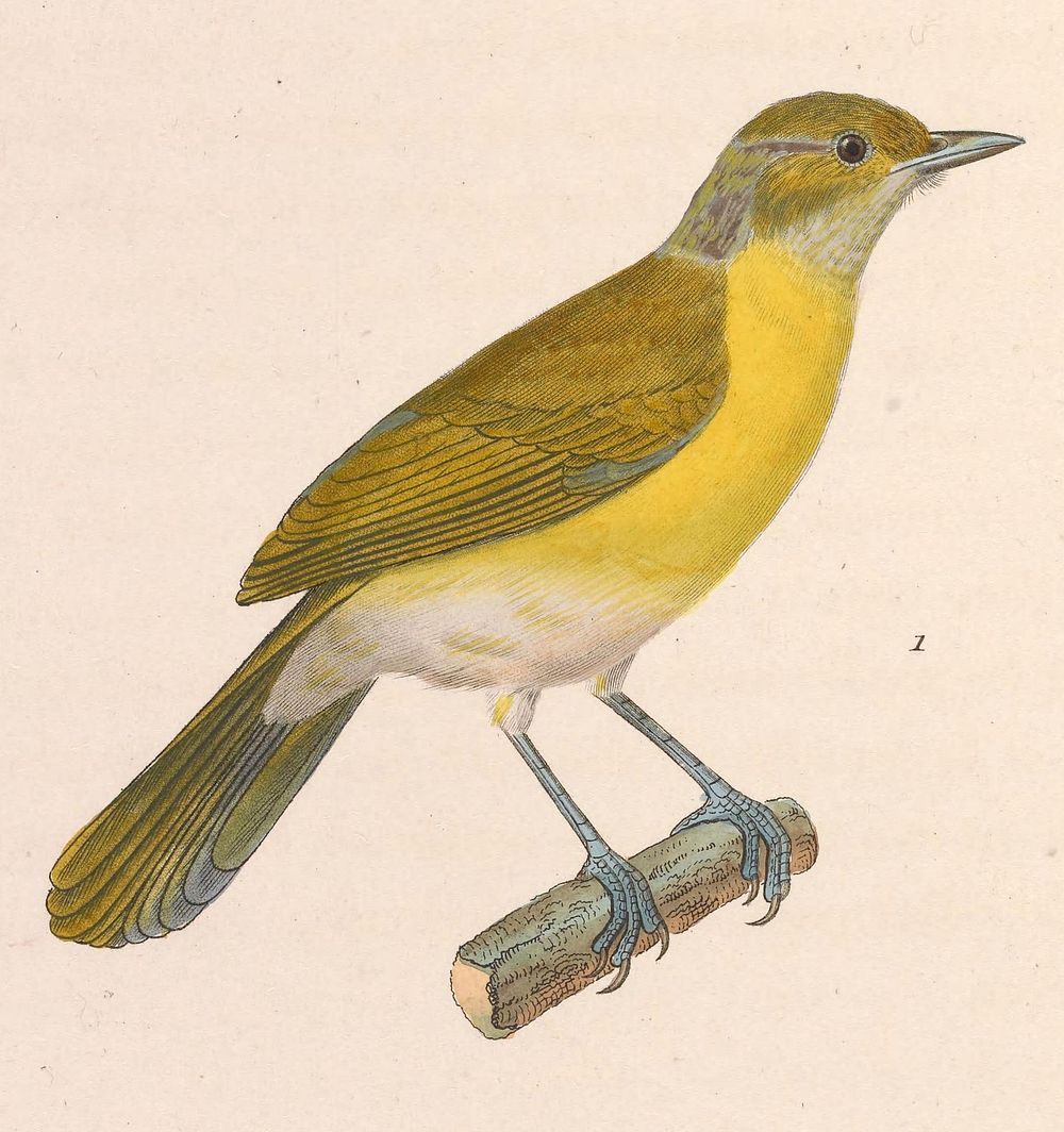 Lemon-chested Greenlet, Hylophilus thoracicus Hylophilus thoracicus - male (1768&ndash;1849) by Jean Gabriel Pr&ecirc;tre.